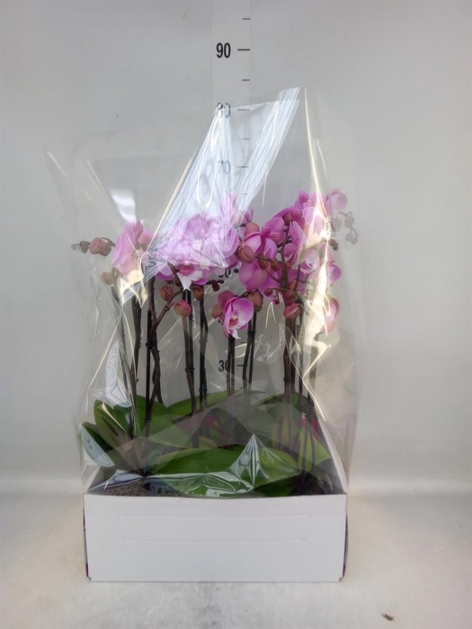 <h4>Phalaenopsis   ...</h4>