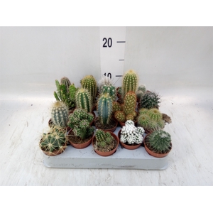 Cactus   ...mix
