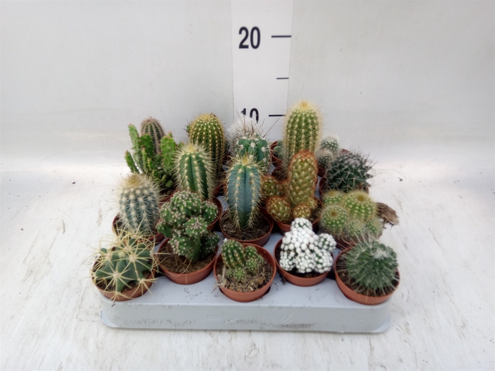 <h4>Cactus   ...mix</h4>