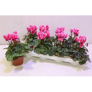 arr8 Cycl Kl Sup Fuji