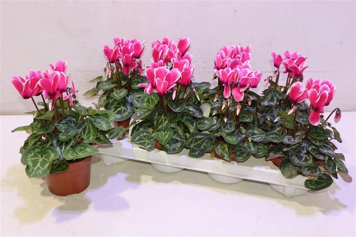 <h4>arr8 Cycl Kl Sup Fuji</h4>