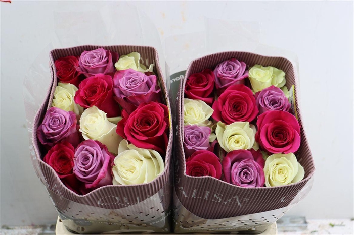 <h4>R Gr Rainbow Acrobaleno</h4>