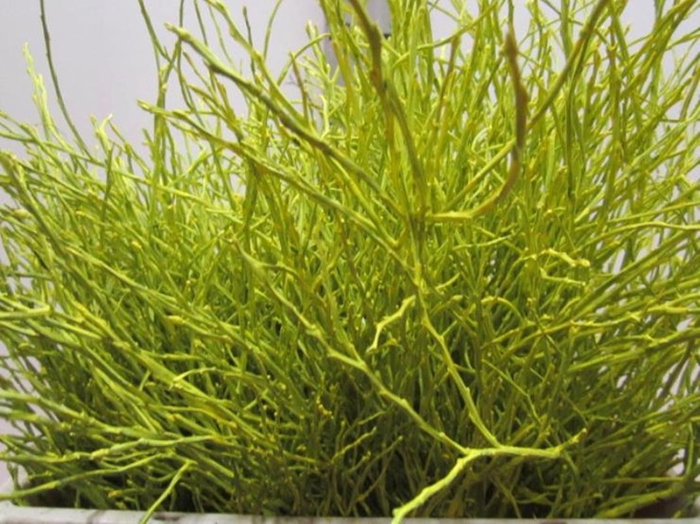 <h4>Heidelbeer Geel</h4>