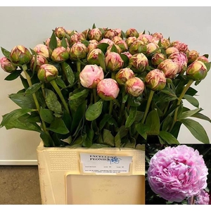 PAEO L SARA BERNHARD