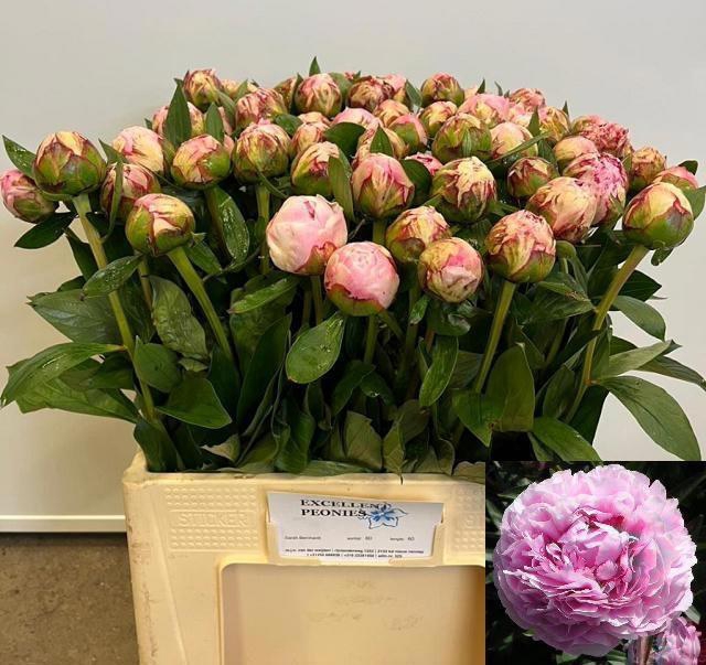 <h4>PAEO L SARA BERNHARD</h4>