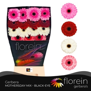 Gerbera Mix 4 kleuren Diamond