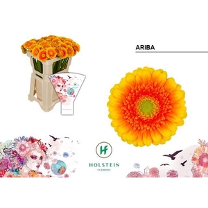 Germini Ariba  Water