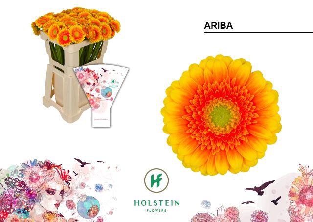 <h4>Germini Ariba  Water</h4>