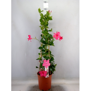 Mandevilla sand. 'SumStar Pink'