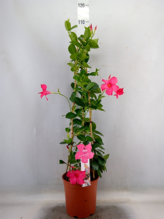<h4>Mandevilla sand. 'SumStar Pink'</h4>
