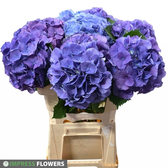 <h4>Hydrangea 'Elbtal Blue' 20cm</h4>