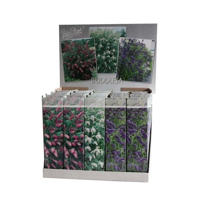 <h4>Buddleja davidii mix</h4>