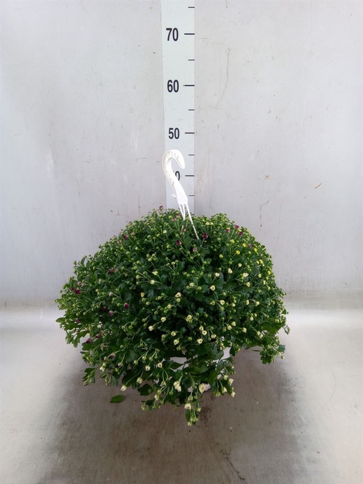 <h4>Chrysanthemum  'Skyfall'  ..mix</h4>