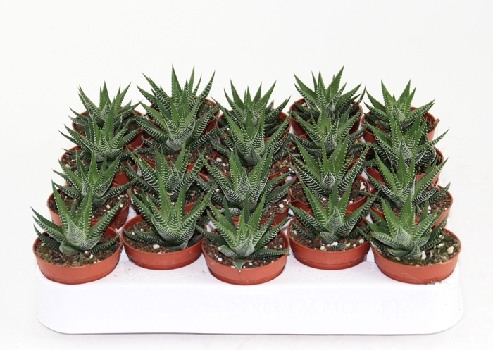 <h4>Haworthia Fasciata</h4>