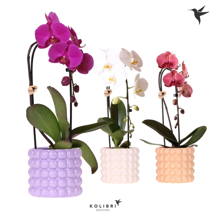 <h4>Kolibri Orchids Phalaenopsis Cascade Niagara Fall mix 1 spike in Poppy pot mix</h4>