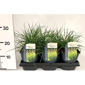 Pennisetum alopecuroides 'Hameln' P17