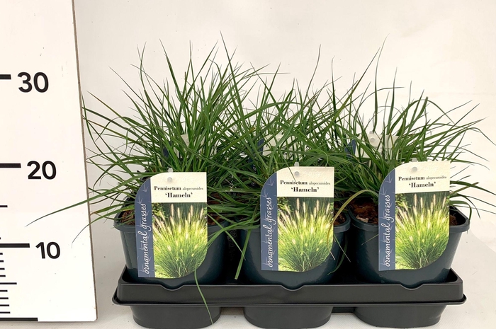 <h4>Pennisetum alopecuroides 'Hameln' P17</h4>