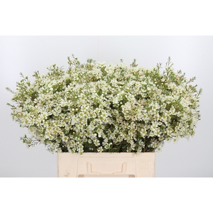 Chame Ivory Pearl