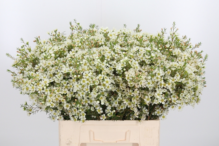 <h4>Chame Ivory Pearl</h4>