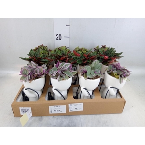 Arr.   Kamerplant Groen L%