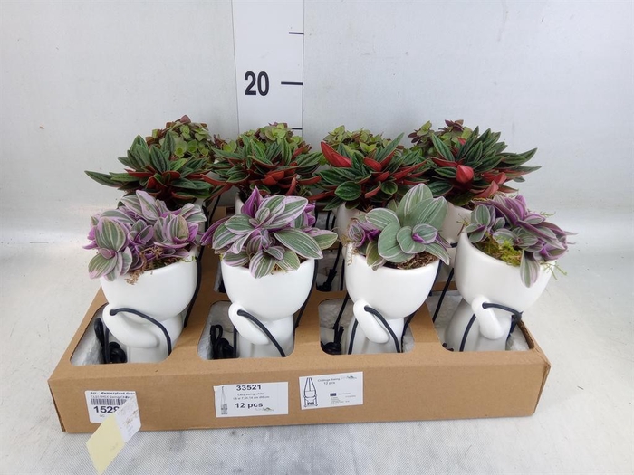 <h4>Arr. Kamerplant Groen L%</h4>