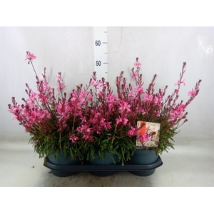 Gaura lindheimeri 'Gaudi lght Pink'