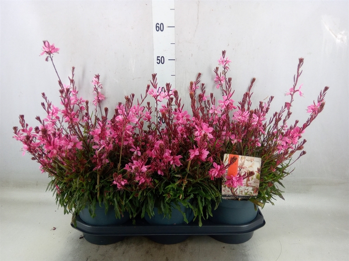 <h4>Gaura lindheimeri 'Gaudi lght Pink'</h4>