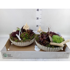 Arr.  Sempervivum L%