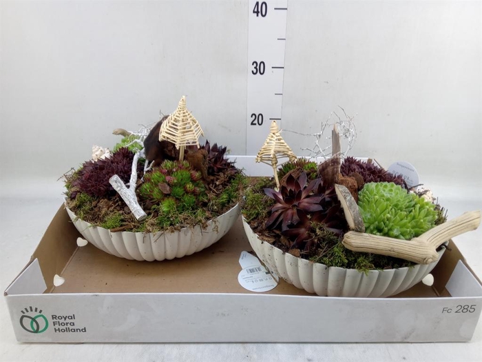 <h4>Arr.  Sempervivum L%</h4>