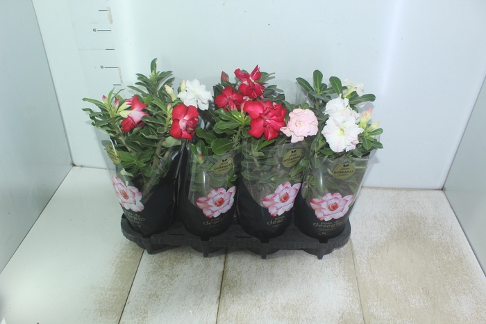 <h4>ROSA DO DESERTO DOBRADO P15</h4>