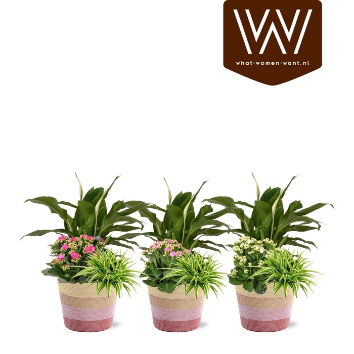 <h4>ARR PL IN SCHAAL</h4>