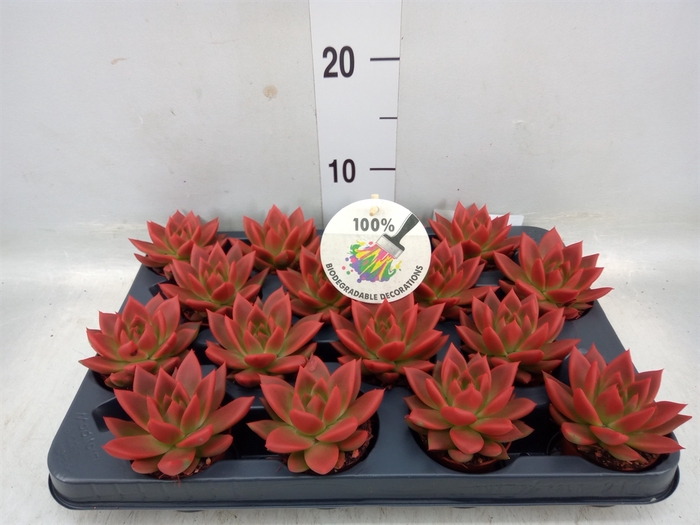 <h4>Echeveria  'Miranda'</h4>