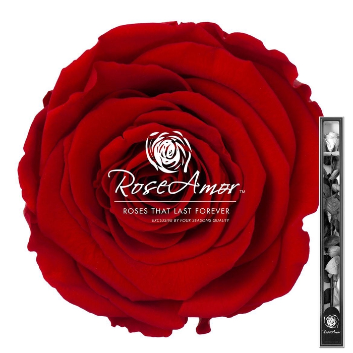 <h4>60cm Stem Red02</h4>