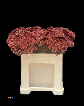 Sedum Bordeaux