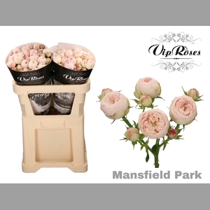 R TR MANSFIELD PARK