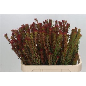 Leucad Safari Sunset Vertakt