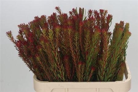 <h4>Leucad Safari Sunset Vertakt</h4>