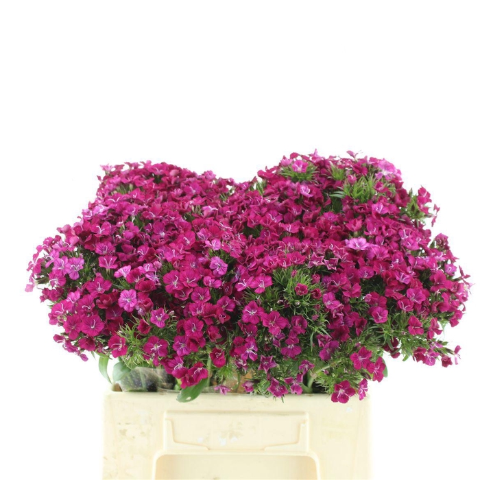 <h4>DI BARB AM NEON CHER</h4>