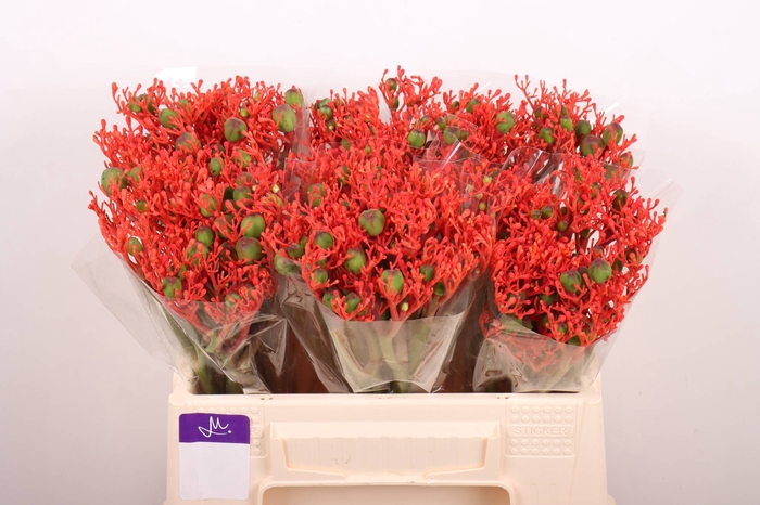 <h4>JATROPHA P FIRECRACK</h4>