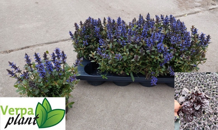 <h4>AJUGA OV</h4>