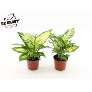 DIEFFENBACHIA MIX (KLEIN)