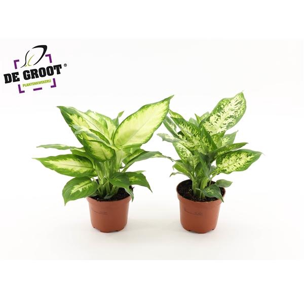 <h4>Dieffenbachia mix</h4>