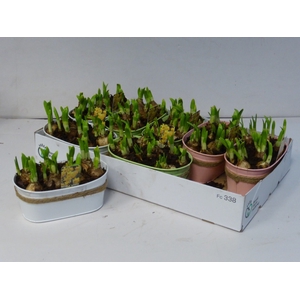 Narcissus arrangement 12Ø 12cm