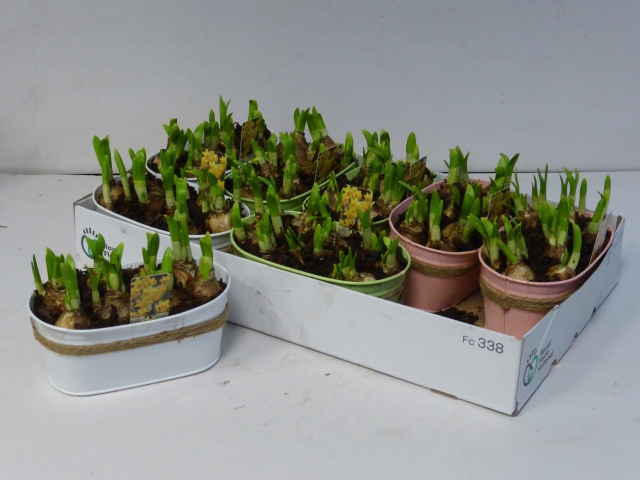 Narcissus arrangement 12Ø 12cm