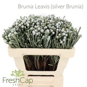 Brunia Leavis (silver Brunia) Young