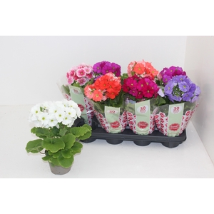 PRIM OB SWEETK A GEM