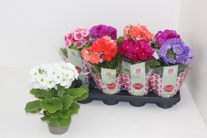 <h4>PRIM OB SWEETK A GEM</h4>