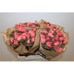 Anem Marianne Powder Coral