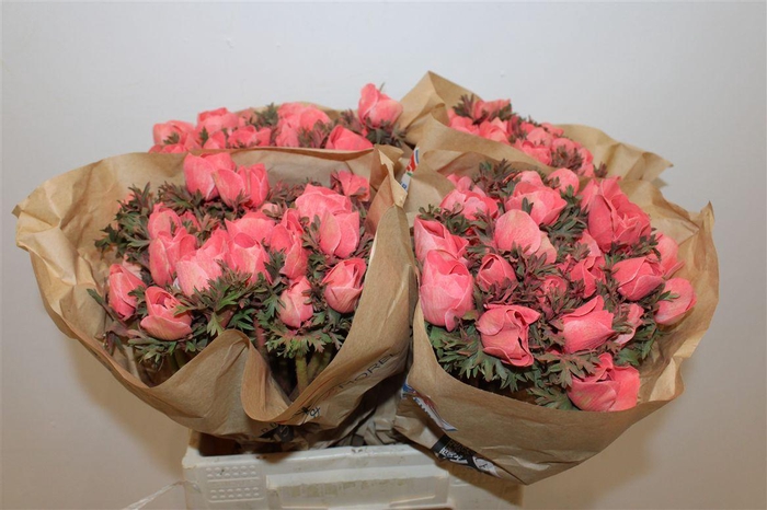 <h4>Anem Marianne Powder Coral</h4>