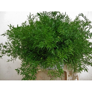 Asparagus densiflorus 'Cwebe'